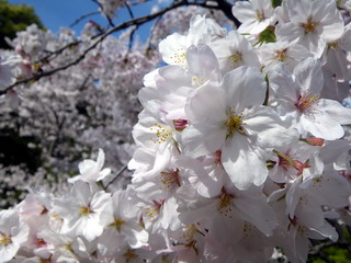 公園の桜　アップ.jpg