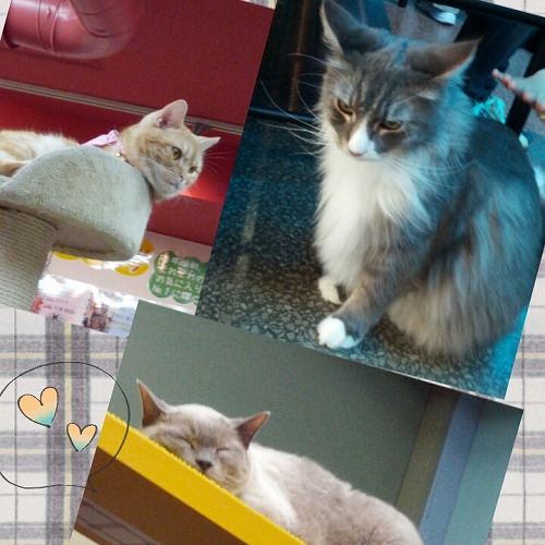 猫.jpg