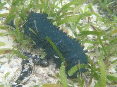 沖縄磯採集2012年9月下旬26　シカクナマコ（Stichopus chloronotus）