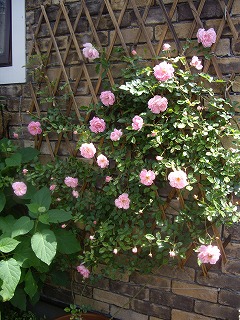IMGP4445.jpg