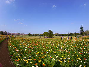 昭和記念公園