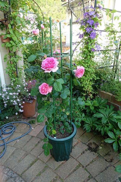 鉢バラの支柱 なんちゃってオベリスク 花のあるくらし 楽天ブログ