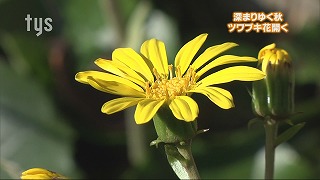 tysnews_つわぶき.jpg
