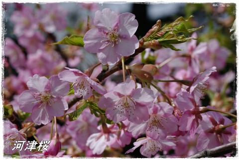 河津桜