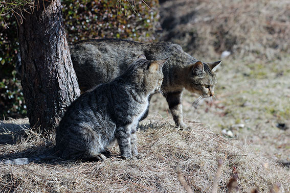 我が家のニャンコ♪2015/1/13-2