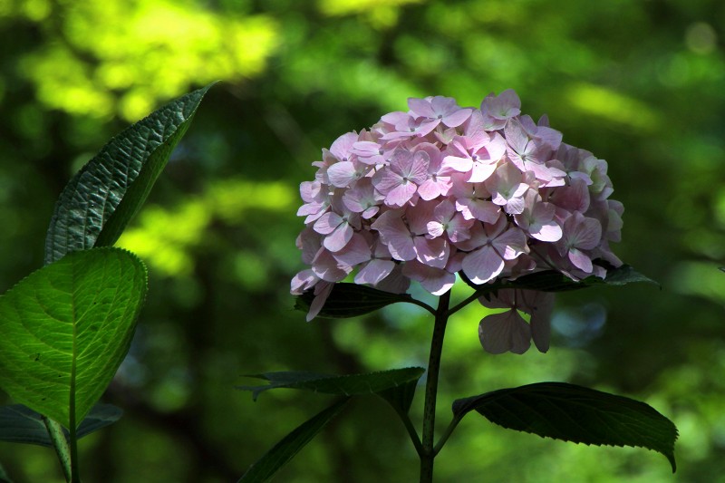 長居植物園_18-4.jpg