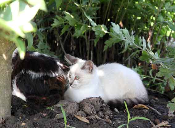 我が家のニャンコ♪2013/7/10-2