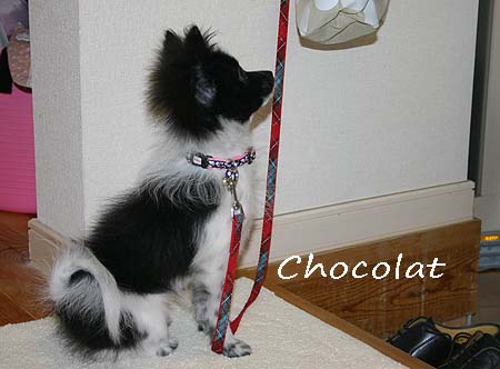 ショコラ　おさんぽ前