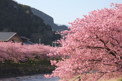 150227_04河津桜(10%)