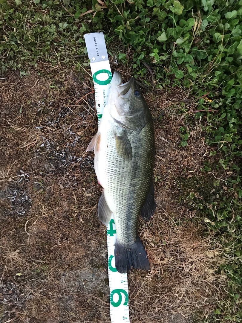 釣り バス ヤメリカンスナイパーの備忘録的な何か 楽天ブログ