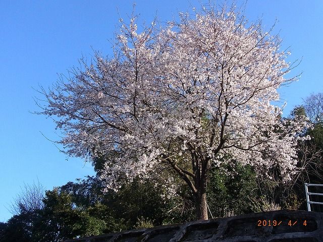 jitaku zakura