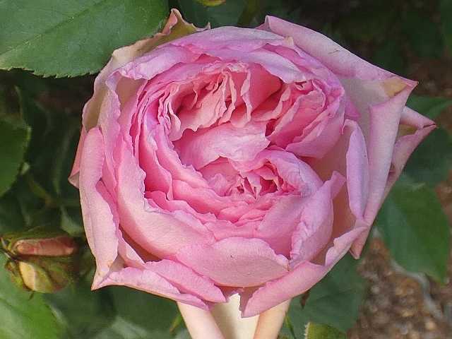 和名は桜鏡「デュセス・ドゥ・ブラバン」＠咲き始めの秋バラ～エブタイド、クレアオースチンなど バラの美と香りを求めて 楽天ブログ