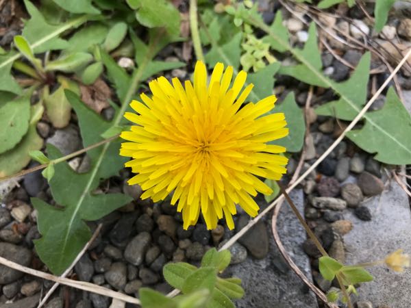rblog-20180409192833-00.jpg