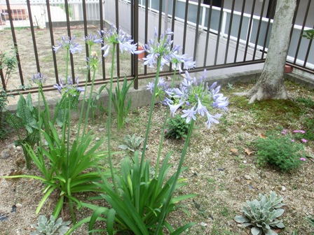 アガパンサス２