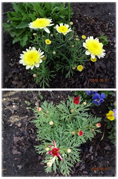 マーガレット オステオスベルマム 多年草の巨大化 小さな花宇宙 そして それから 老いふたりの小宇宙 楽天ブログ マーガレット オステオスベルマム 多年草の巨大化 小さな花宇宙 そして それから 老いふたりの小宇宙 楽天ブログ