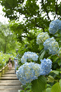 明月院