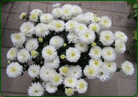 ハクサンのガーデンマムとダリアを購入 新品種ブルーウィング 狭い庭を花いっぱいにする育て方 楽天ブログ