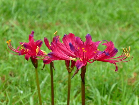 彼岸花に似た花 美しい自然を求めて 楽天ブログ 彼岸花に似た花 美しい自然を求めて 楽天ブログ