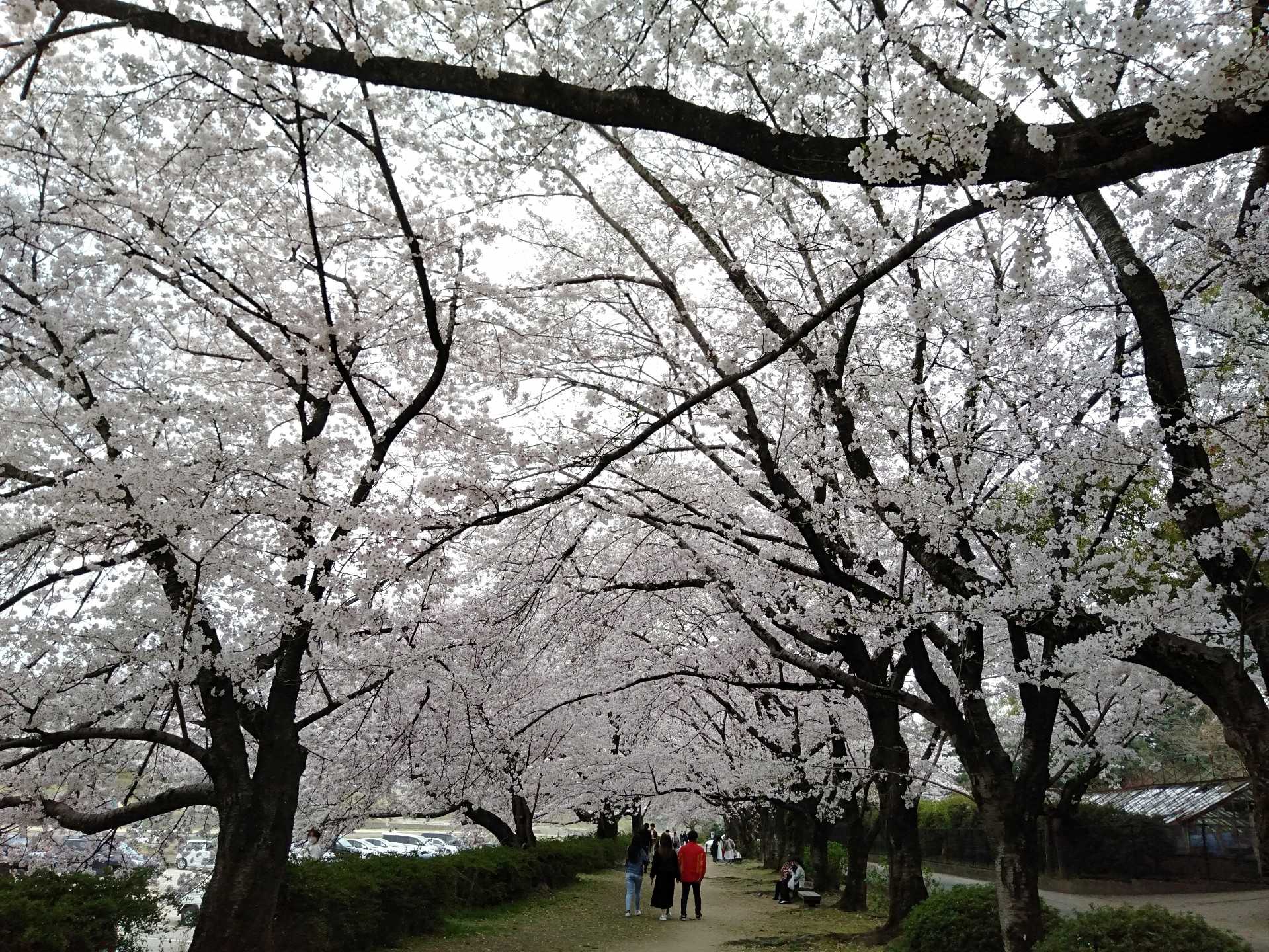 岡山後楽園の桜 岡山県井原市に移住しました 楽天ブログ