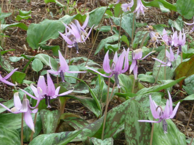 白のカタクリの花と、カタクリの群生地へ (写真あり) | 私の好きな花♪ - 楽天ブログ