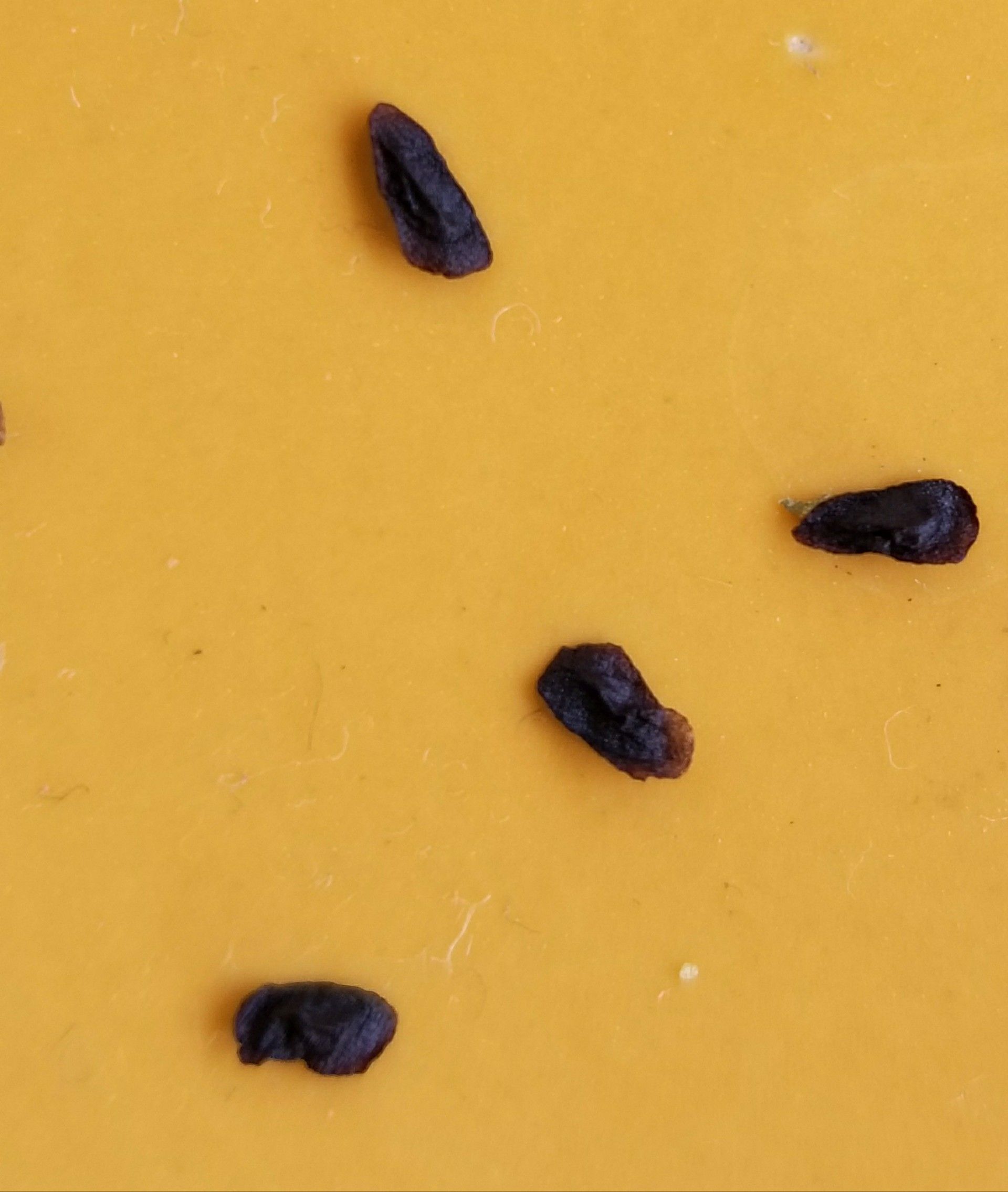 臥牛を実生する デルオの多肉日記 楽天ブログ