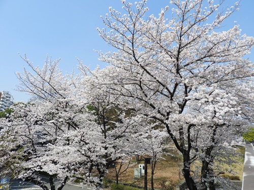 光が丘公園の桜