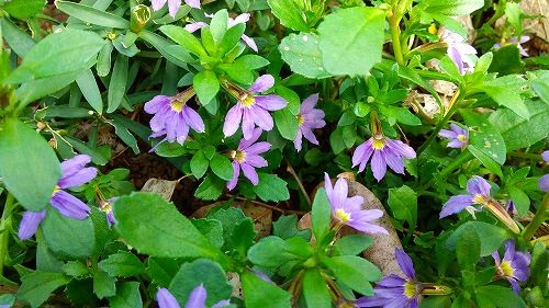 おもしろい形の花ですね おとっつぁん いろいろやっちょります 楽天ブログ