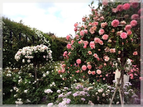 ローズ&ハーブガーデン