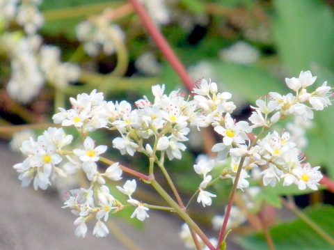 池尻川のソバの花