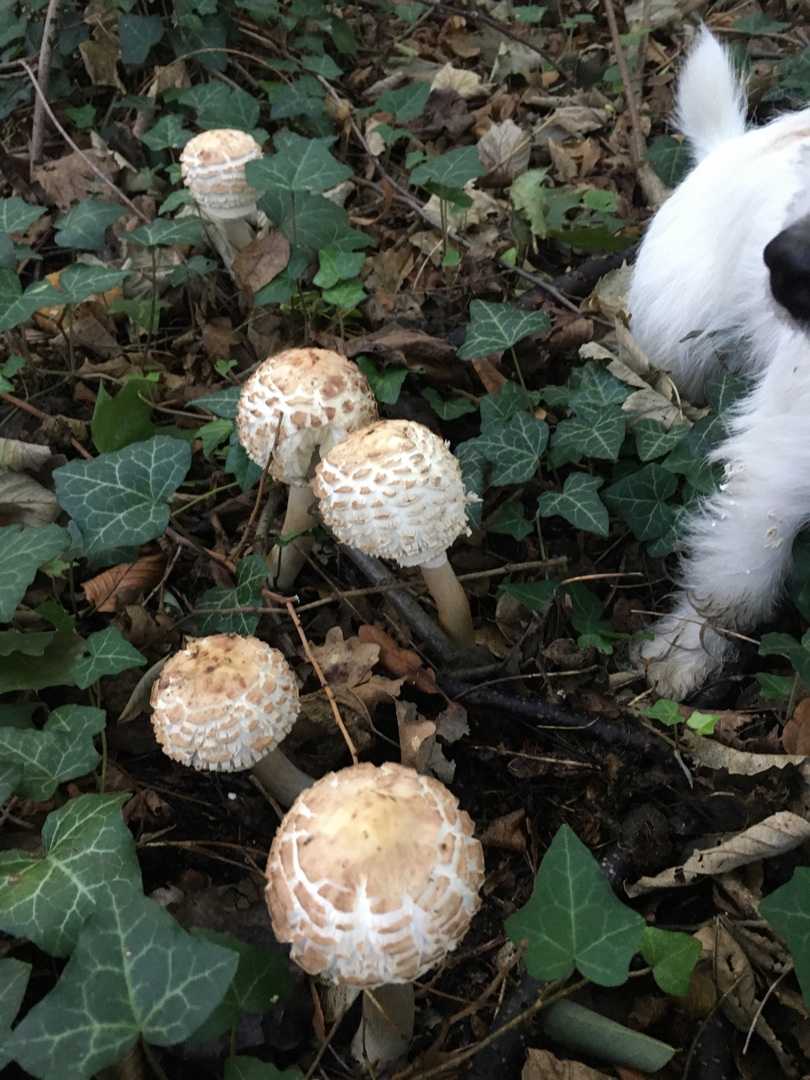 きのこの森 自由な相棒のブログ 楽天ブログ