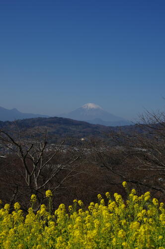 吾妻山公園