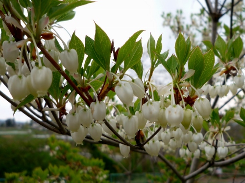 P1150002 (500x374).jpg