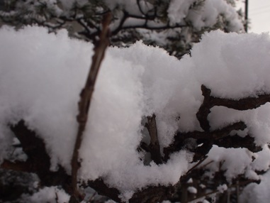 今朝の雪 (3)