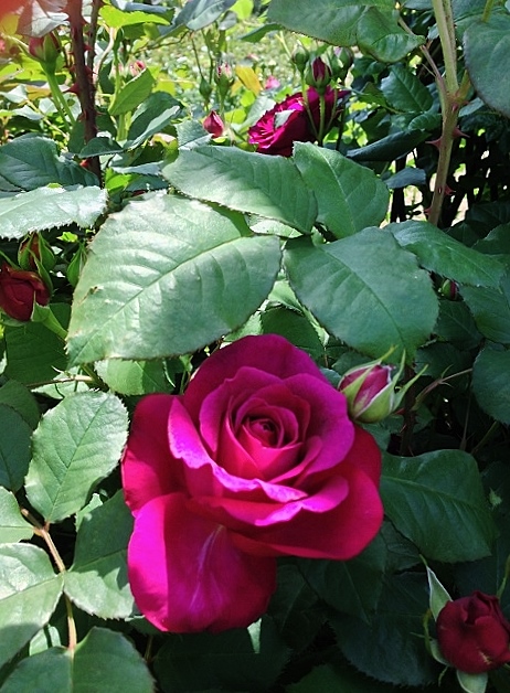 IMG_0186 (480x640).jpg