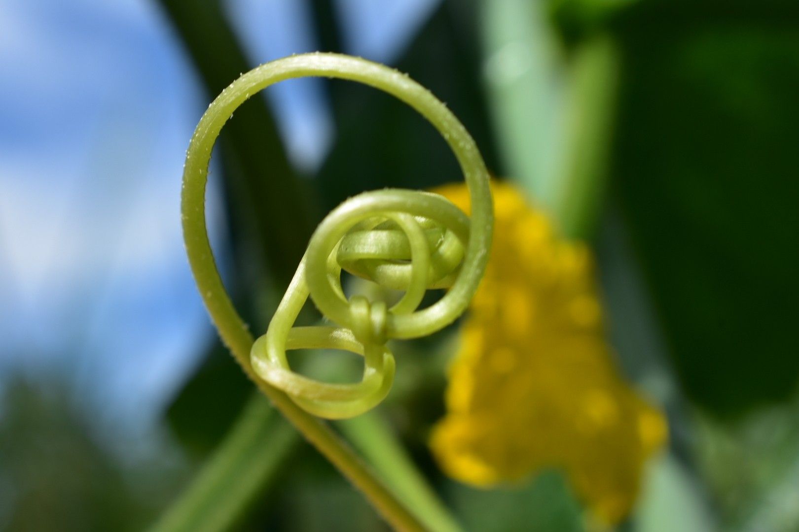 花 植物 はこまま まったりブログ 楽天ブログ