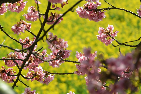 みなみの桜と菜の花まつり