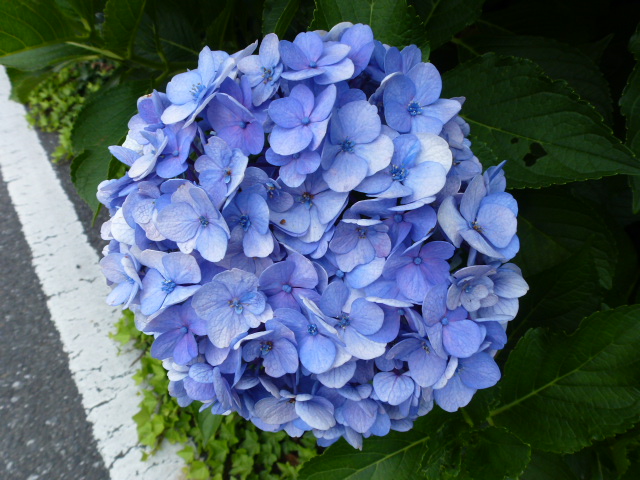 869 紫陽花