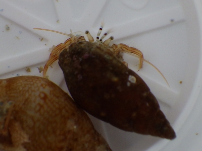 和歌山磯採集2015年8月上旬14　オキナワアカシマホンヤドカリ（Boninpagurus pilosipes）
