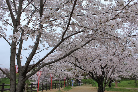 郡山城さくら.jpg