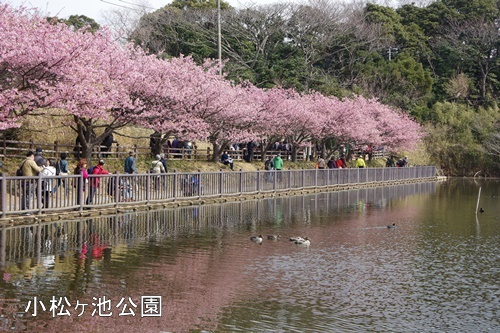 三浦海岸の河津桜