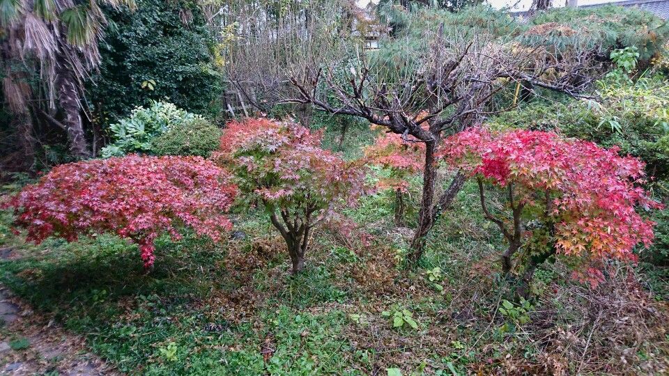 庭のもみじ ほっとする音楽 猫 野菜作り 楽天ブログ