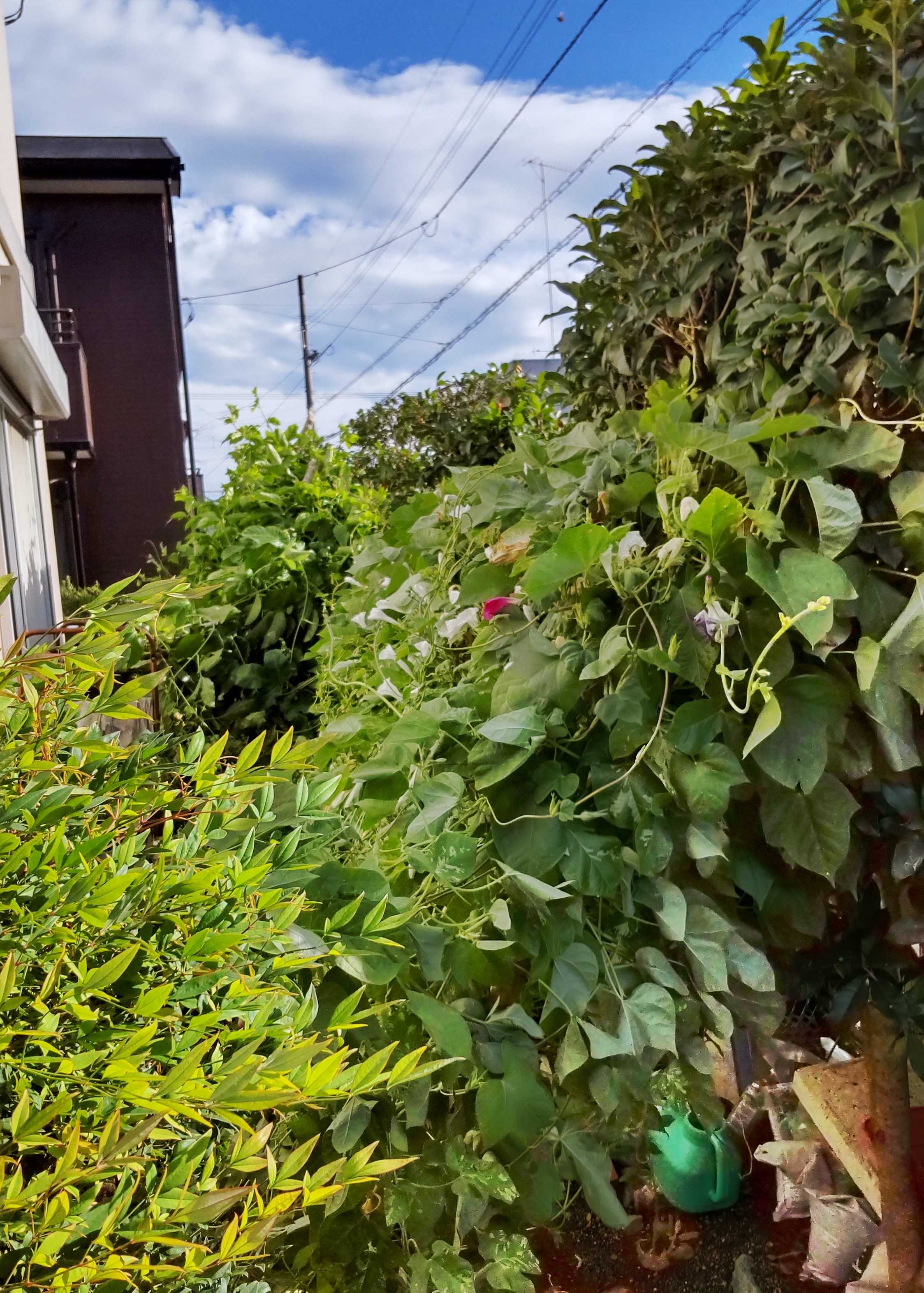 台風で緑のカーテン倒れる ひ さ９１ のんびりライフ 楽天ブログ