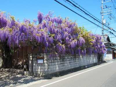 大阪府泉南市 梶本家の藤の花 2 愉快な写真館 日暮らし日記