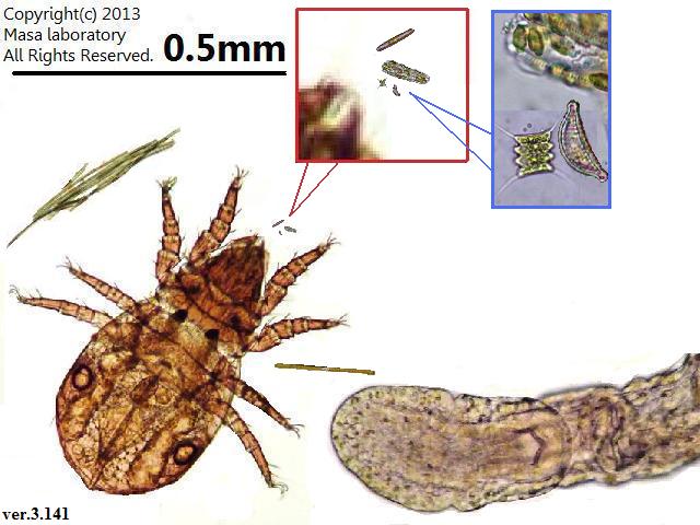 ミクロの背比べ