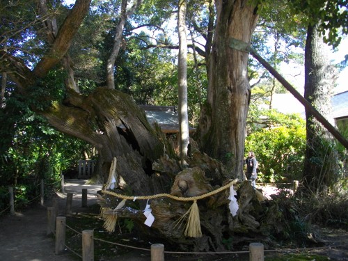 大山祇神社能因法師雨乞の楠 (500x375).jpg