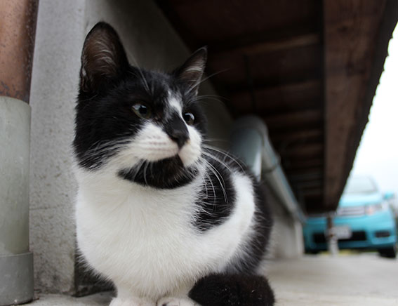 我が家のニャンコ♪2014/11/11-2