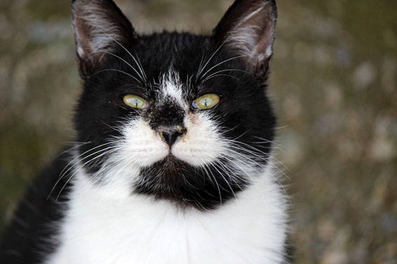 我が家のニャンコ♪14/12/22-2