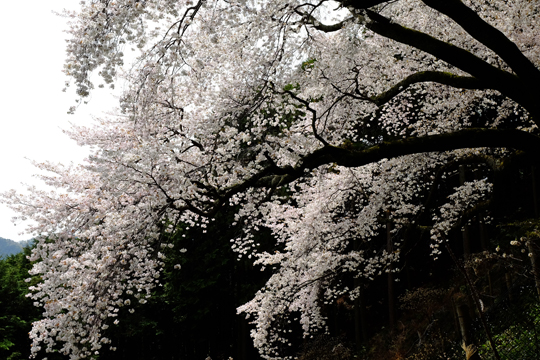 2016 04 10_3107.jpg