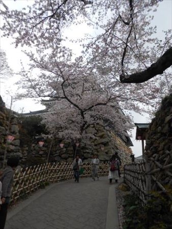 浜松城公園の桜