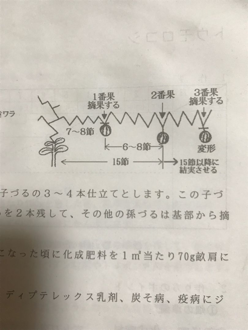 スイカ カボチャ ゴーヤの親ヅルを摘心 田中農業村 楽天ブログ